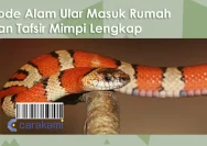 Ular Masuk Rumah? Ketahui Kode Alam Ular Masuk Rumah Lengkap dengan Angka Main 2D 3D 4D