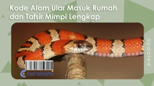 Ular Masuk Rumah? Ketahui Kode Alam Ular Masuk Rumah Lengkap dengan Angka Main 2D 3D 4D